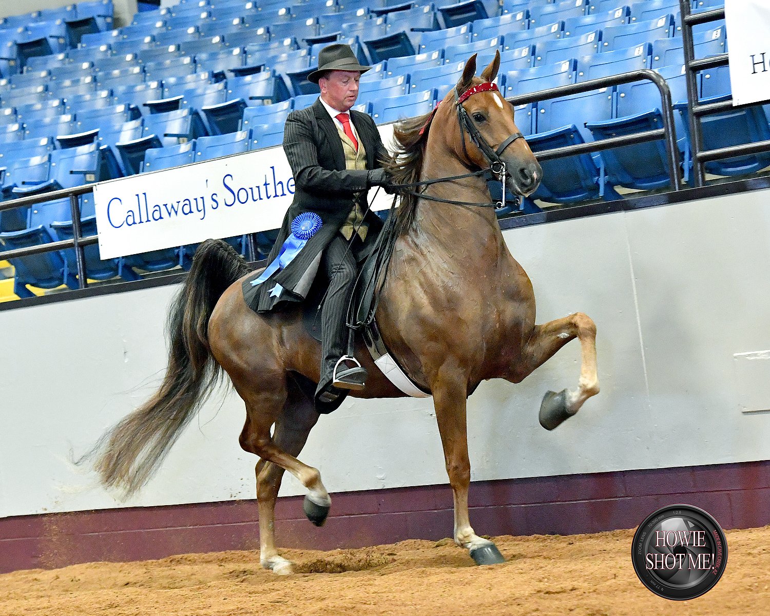 Blue Hair Special Horse Show at the State Fair - wide 6