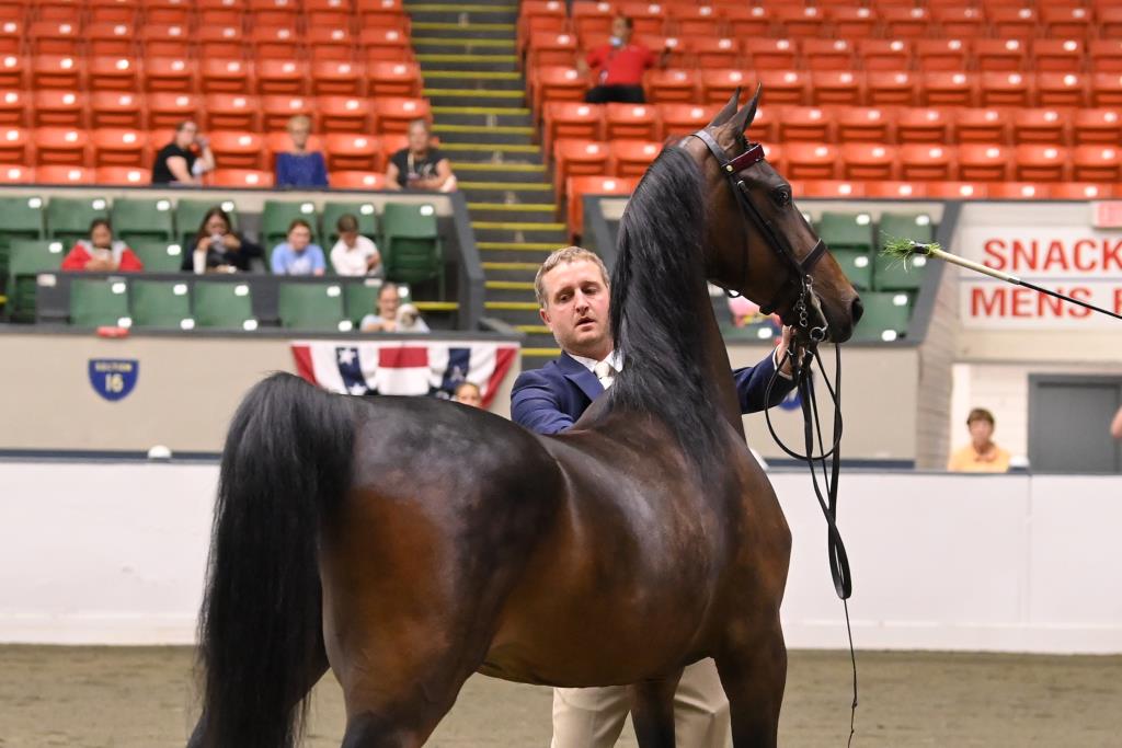 Connecticut Open Horse Show JUNE 8, WEDNESDAY MORNING