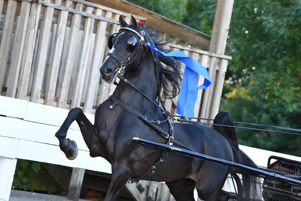 Shelby County Fair Horse Show 2025