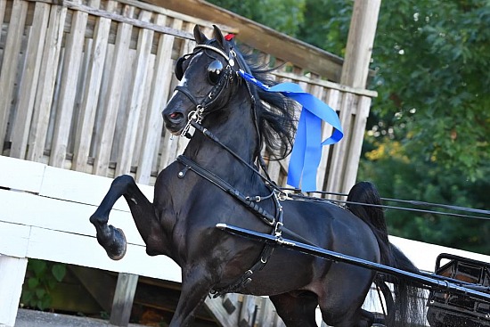 Shelby County Fair Horse Show