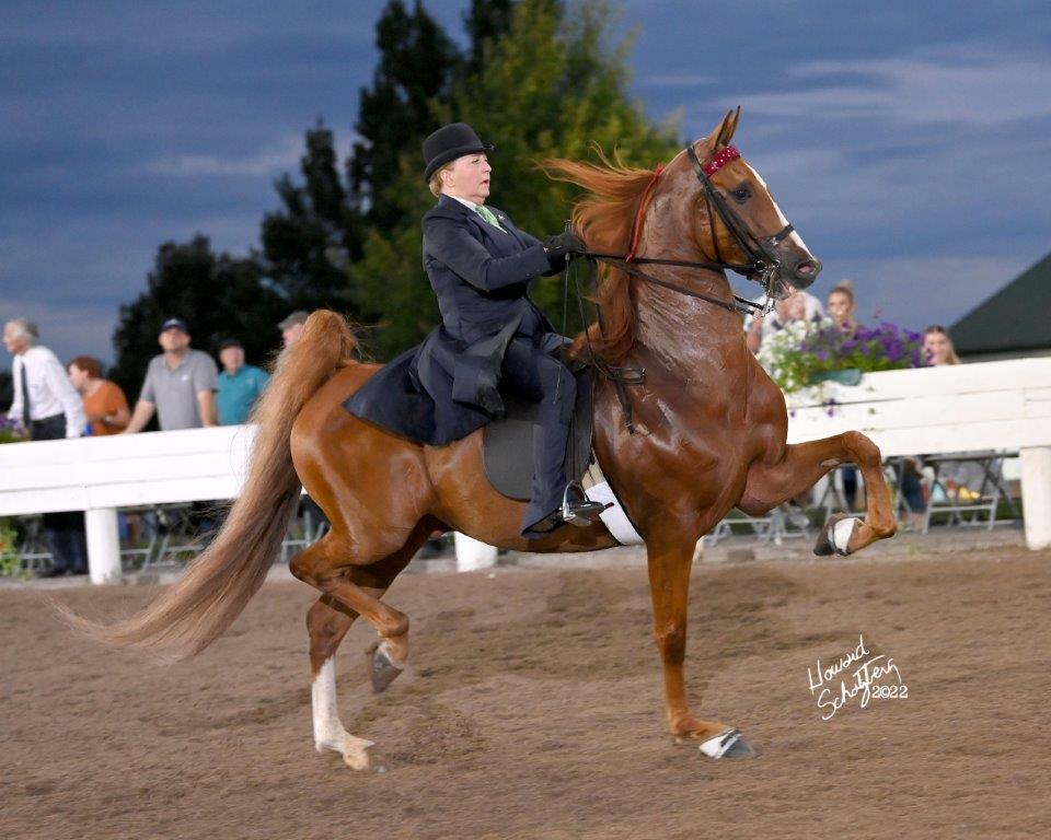 Shelbyville Horse Show SPCK Kava Howard Schatzberg Horse Show Proofs 2022 www
