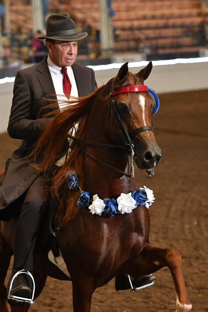 national-show-horse-finals-sept-17-saturday-afternoon-104-nsh