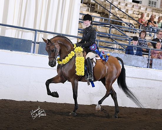 National Show Horse Finals September 14-16