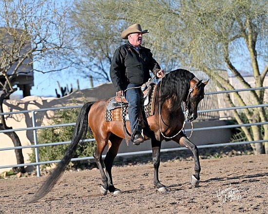 Scottsdale Arabian Horse Show