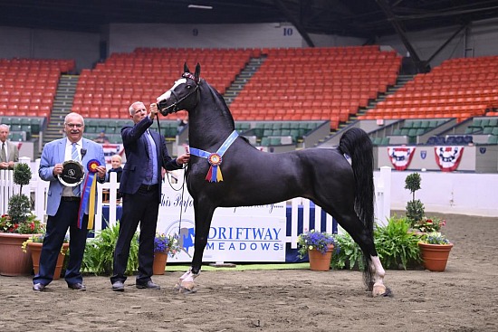 Connecticut Morgan Open Horse Show