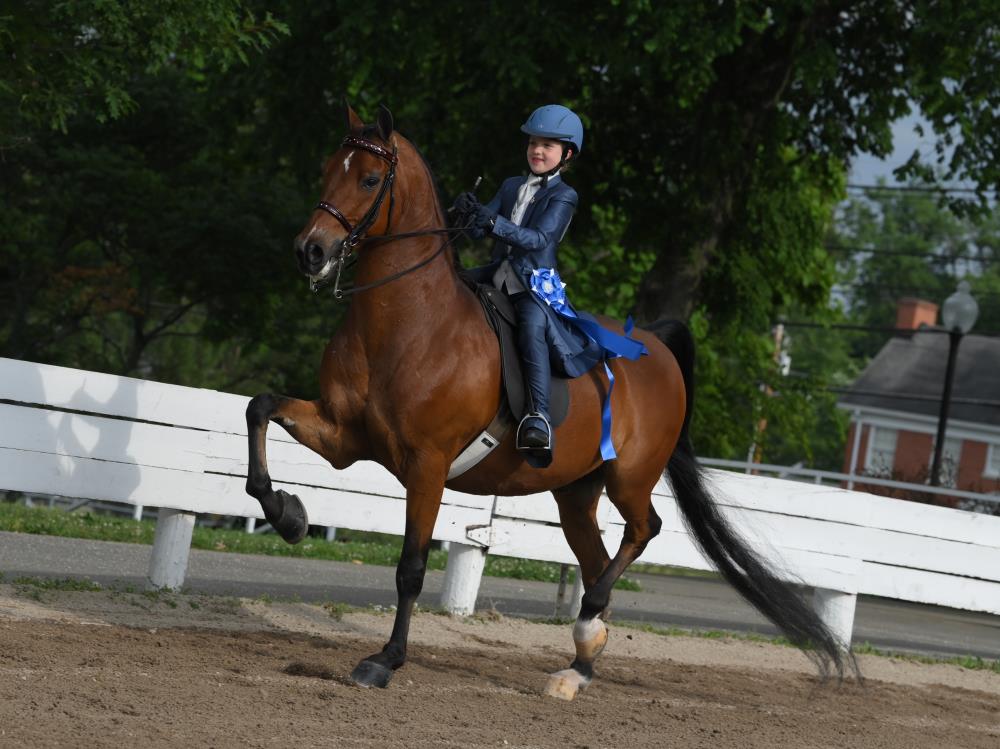 Shelby County Fair Horse Show 2025