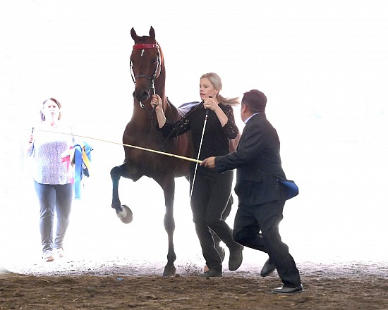 Jubilee Morgan Horse Show
