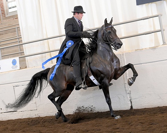 National Show Horse Finals