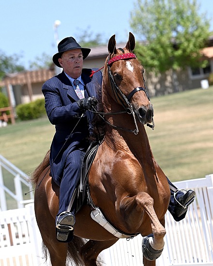 Silicon Valley Horse Show