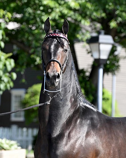 Connecticut Morgan Open Horse Show