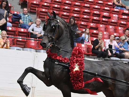 Gold Cup Regional Morgan Horse Show