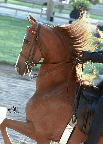 Shelby County Fair Horse Show