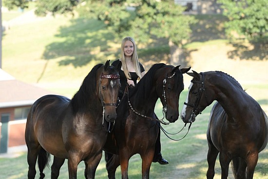 Jubilee Morgan Horse Show