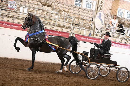 Jubilee Morgan Horse Show