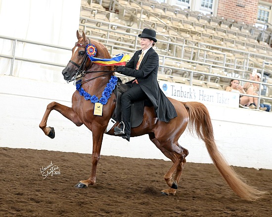 National Show Horse Finals